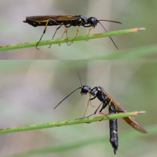 Réf. 270 637 : Trachelus troglodyta